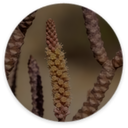 Cistanche